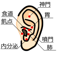 耳つぼの位置の画像