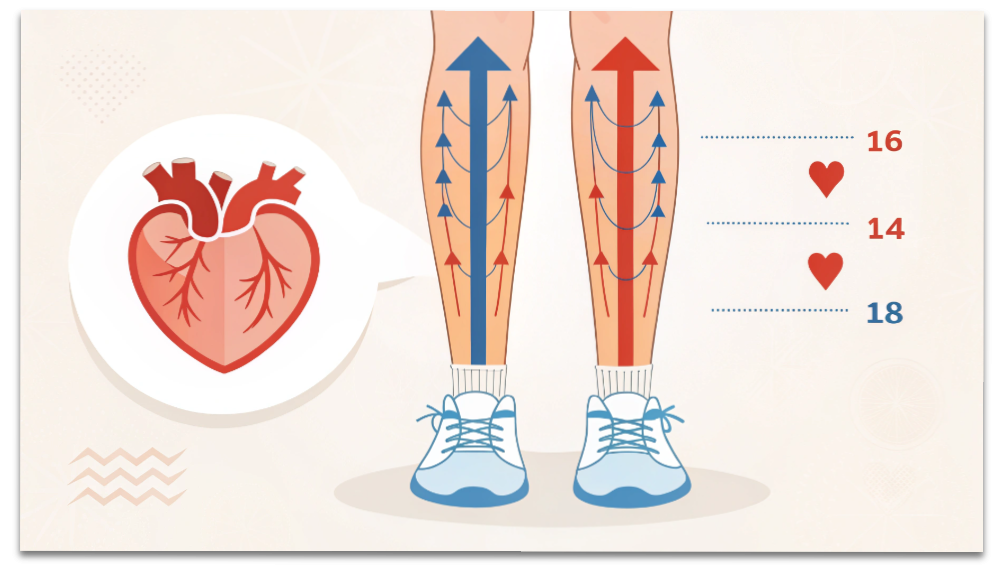 ふくらはぎが血液を心臓へ押し戻す仕組みを示した血流イメージ図