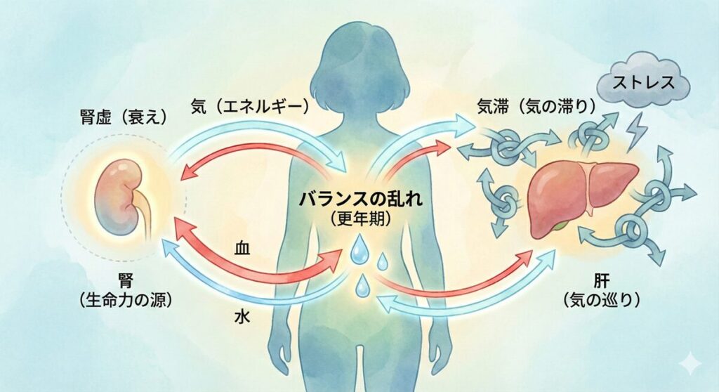 その不調、一人で悩まないで。更年期の心と体を「幸年期」に変えるセルフケアの知恵 2 東洋医学における更年期のメカニズム図解。気・血・水の巡りと、生命力を司る腎、情緒を安定させる肝の働きのバランスが崩れる様子を示した優しいイラスト。